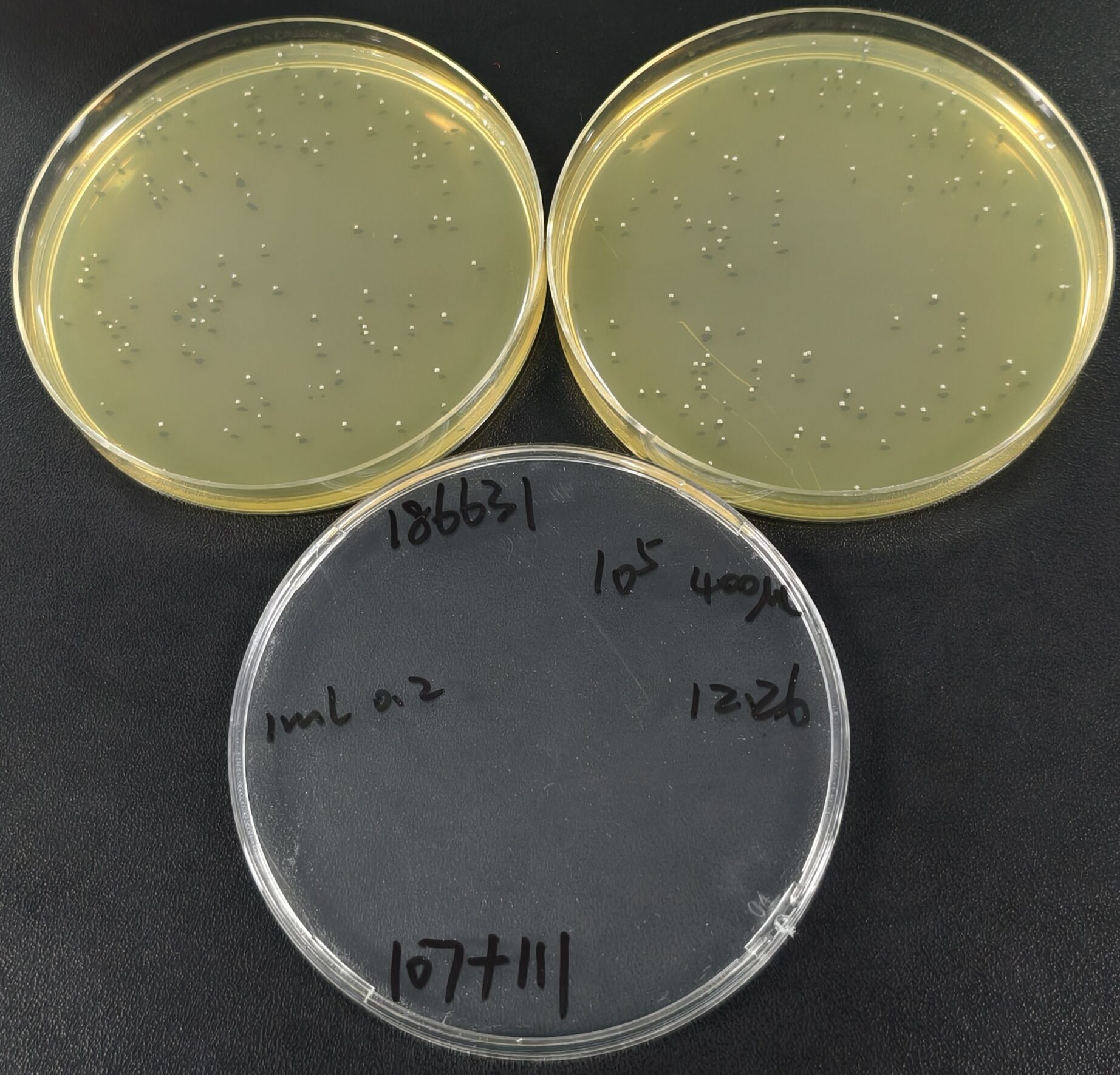 Listeria monocytogenes Quantitative Strain-BNCC