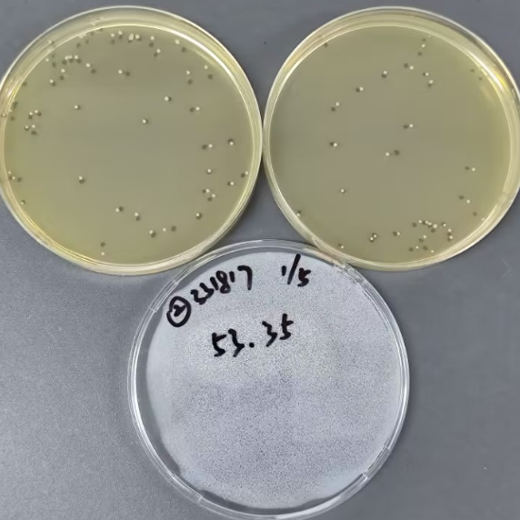 Quantitative strain of Staphylococcus aureus-BNCC