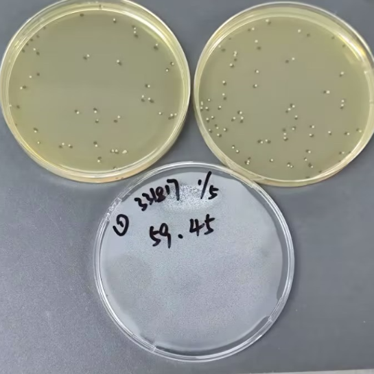 Quantitative strain of Staphylococcus aureus-BNCC