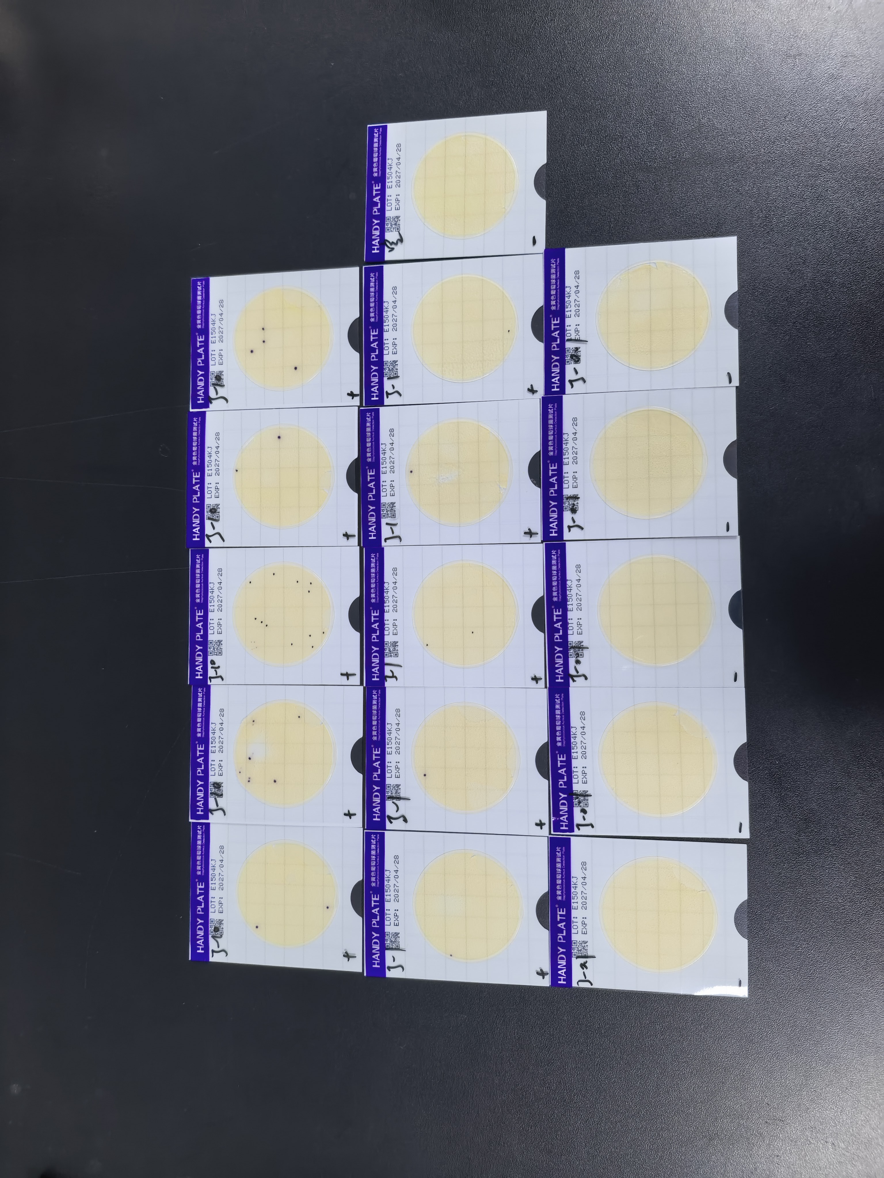 Negative quality control sample of total coliform bacteria in water quality (paper rapid method)-BNCC