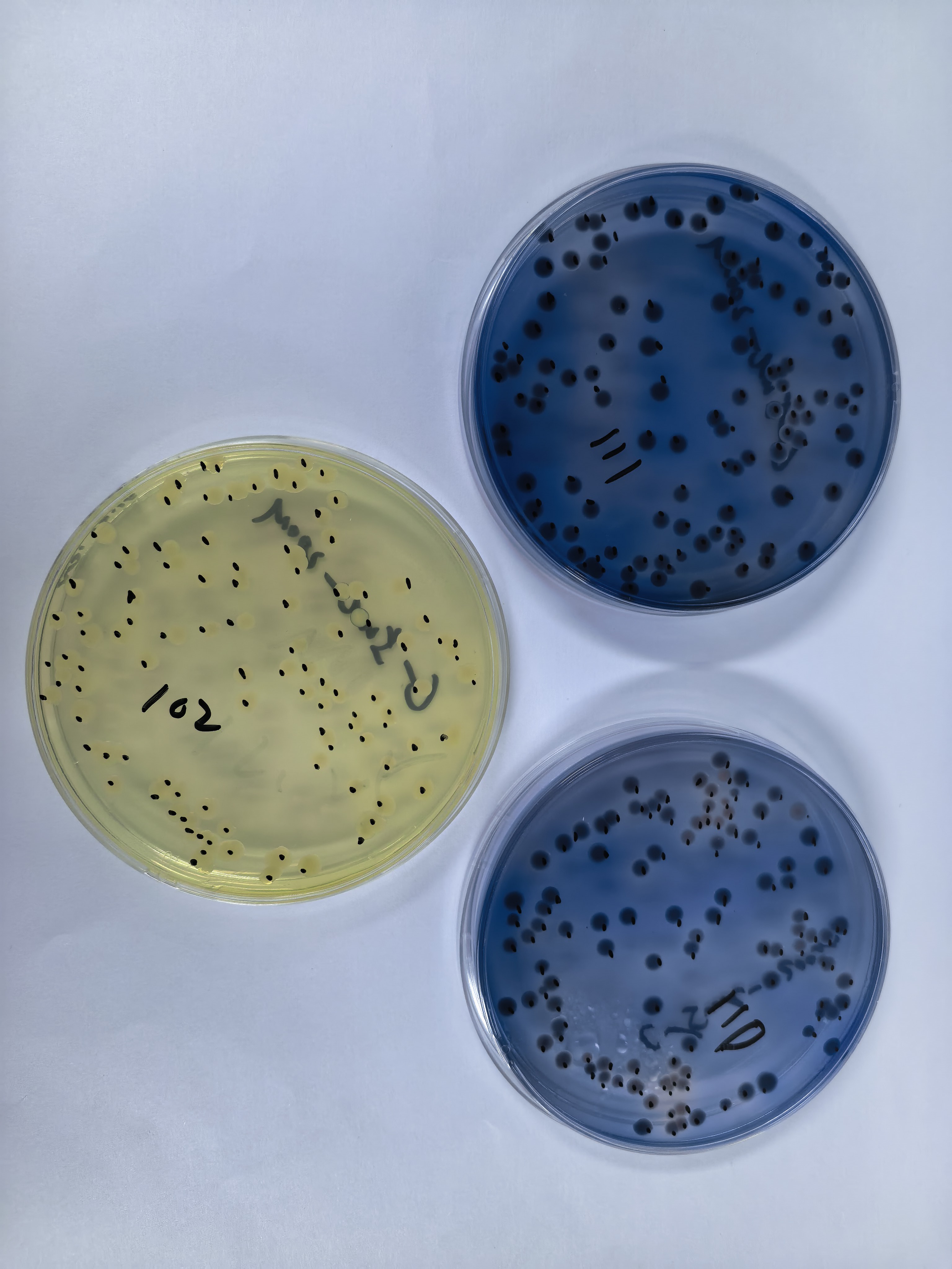 Negative quality control sample of fecal coliforms in water quality (paper rapid method)-BNCC