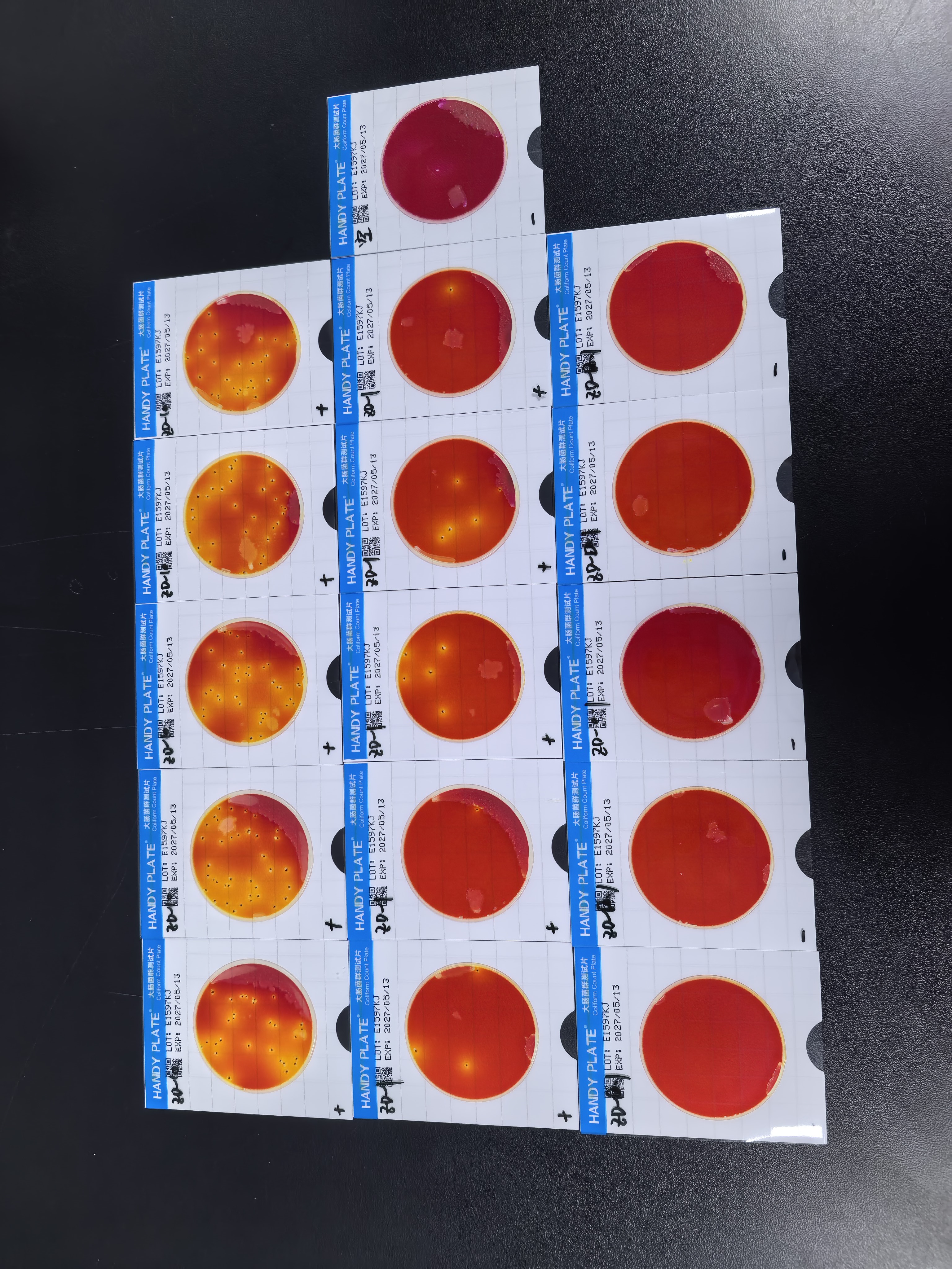 Positive quality control sample of total coliform bacteria in water quality (paper rapid method)-BNCC