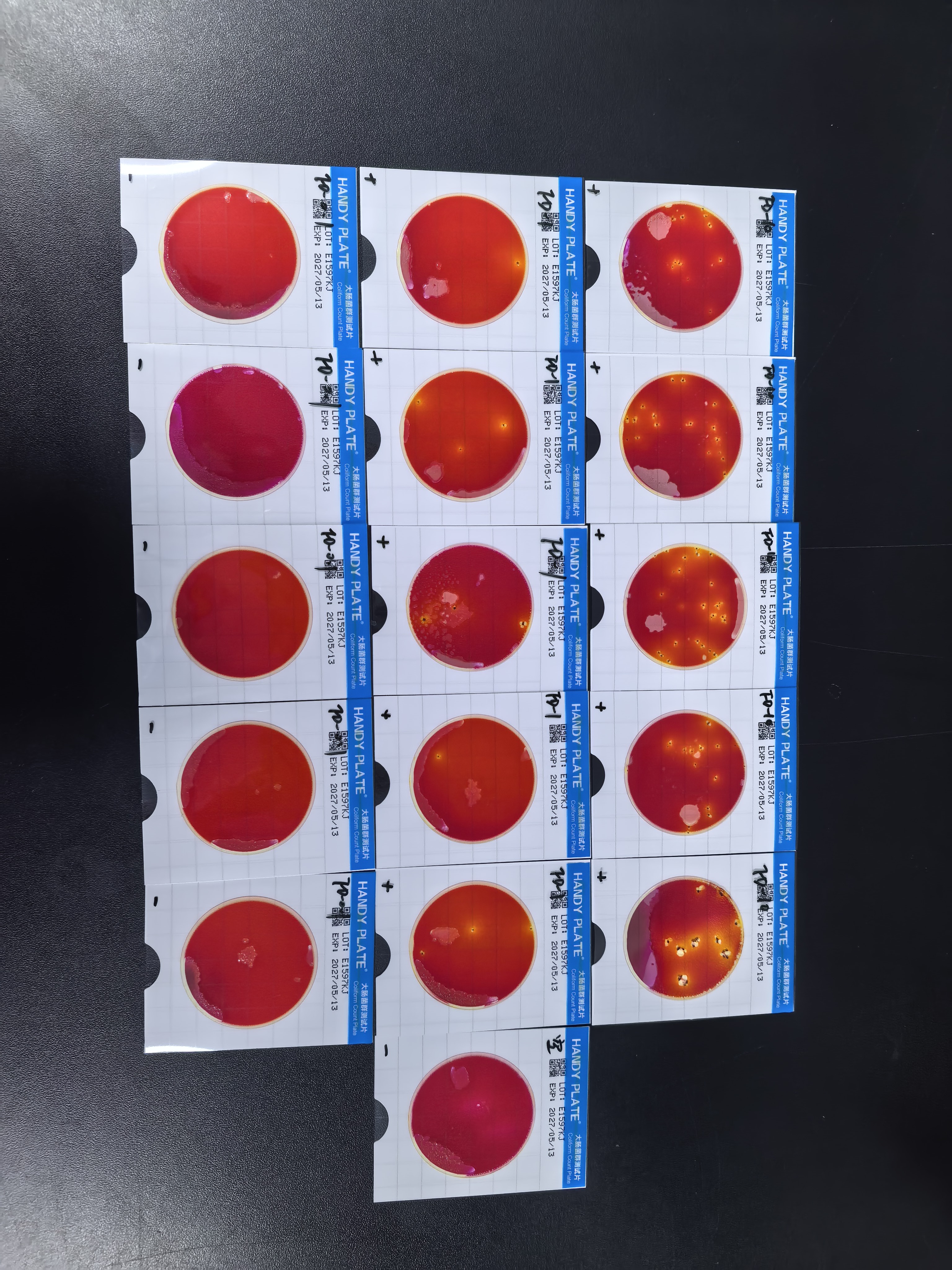 Positive quality control sample of fecal coliforms in water quality (paper rapid method)-BNCC
