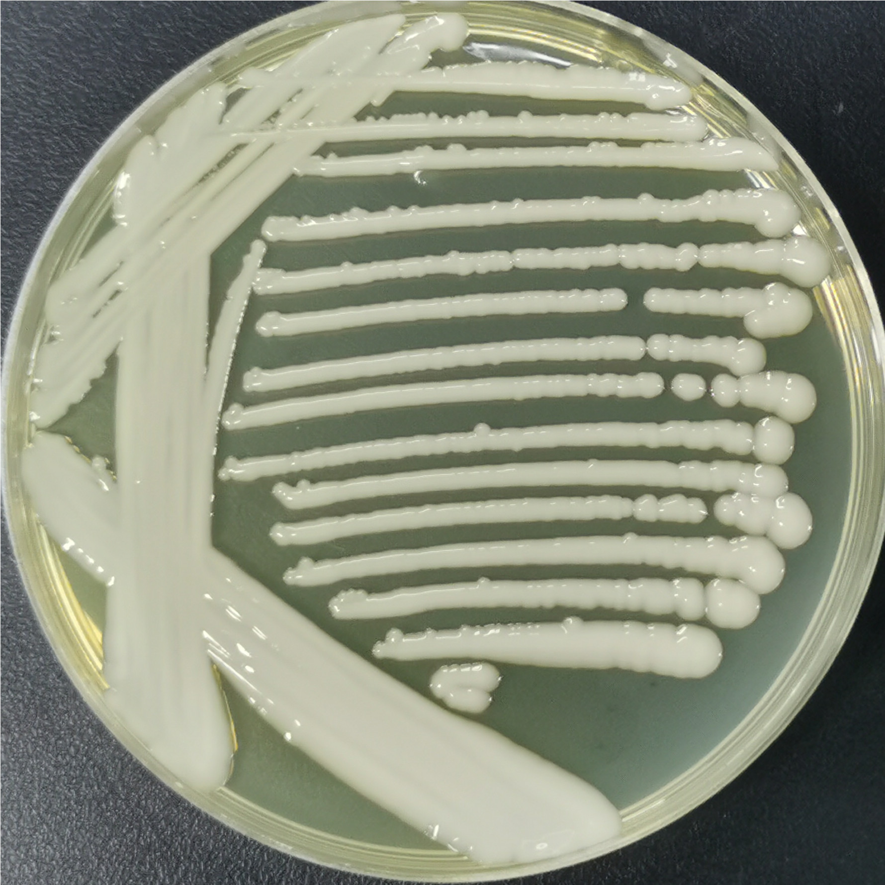 Serratia marcescens-BNCC