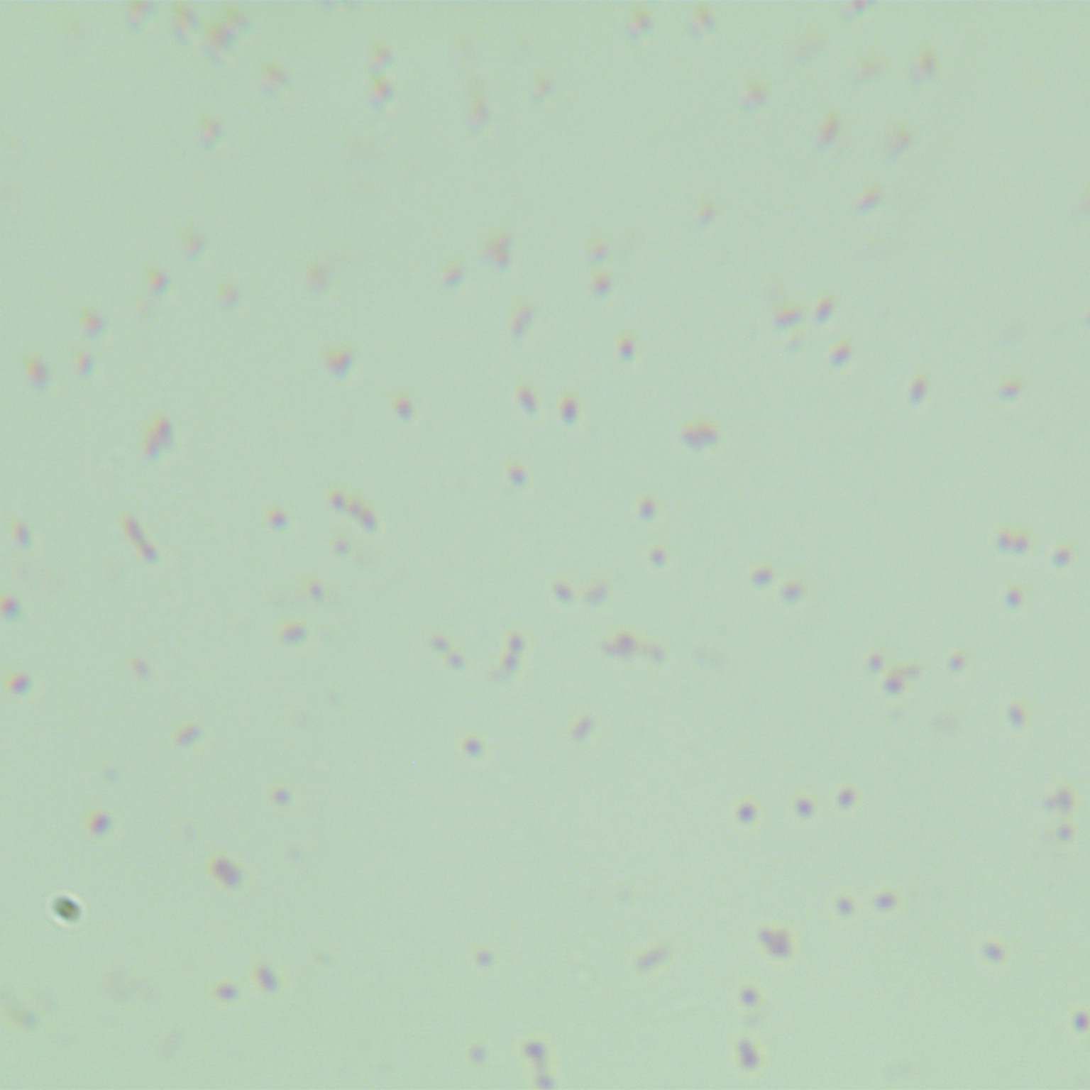 Serratia marcescens-BNCC