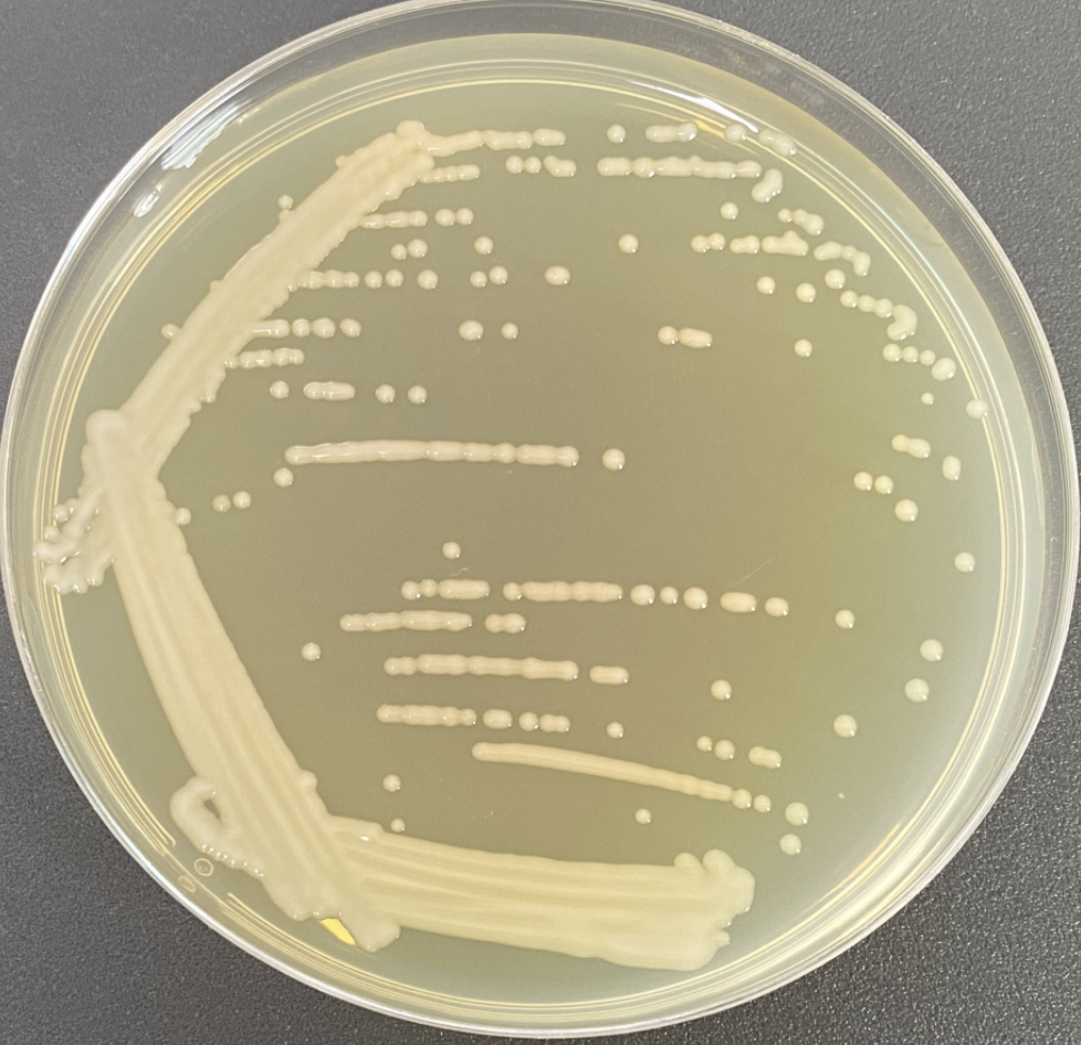 Indoor quality control product for liquid deoxyribonucleic acid of Cryptococcus gattii-BNCC