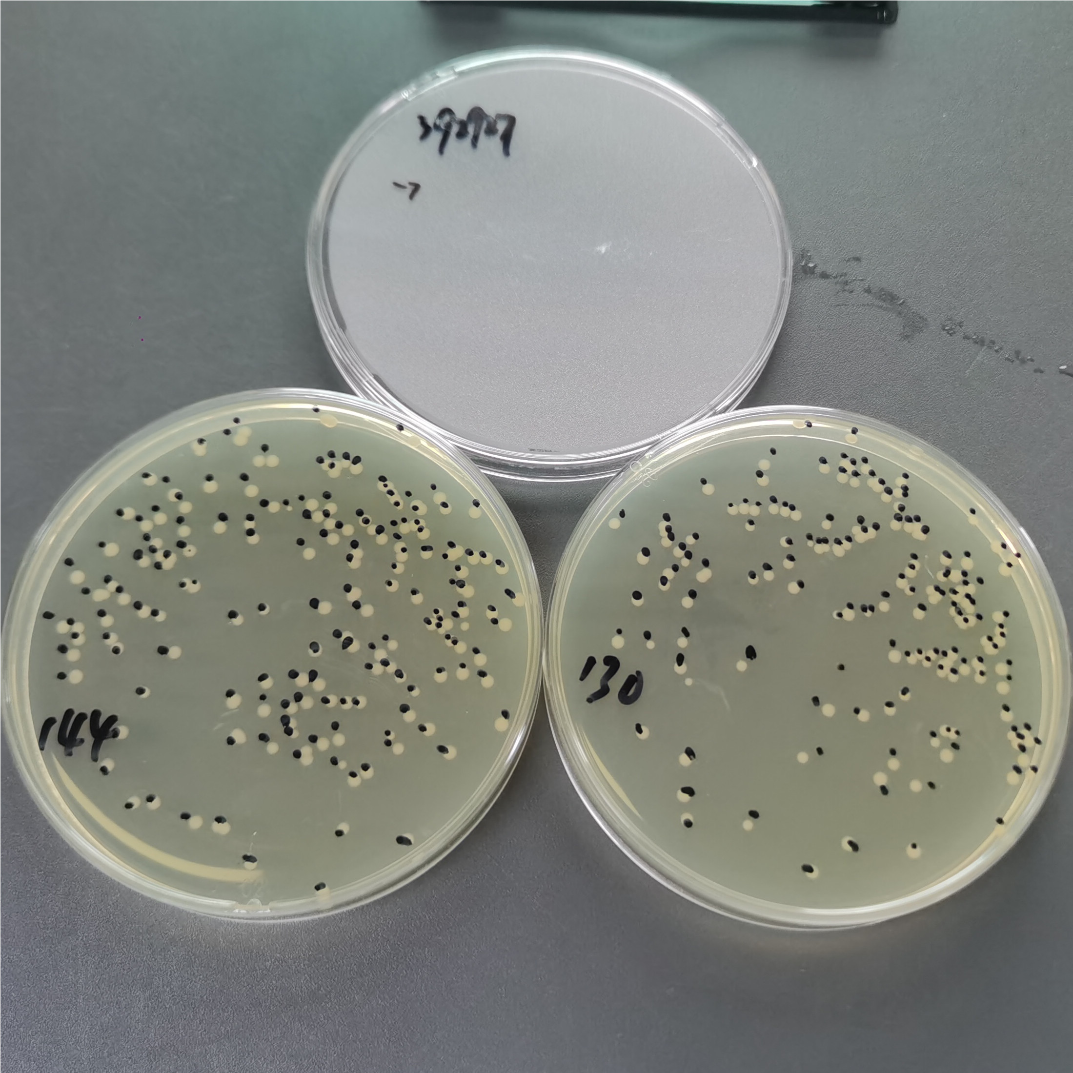 Escherichia coli-BNCC