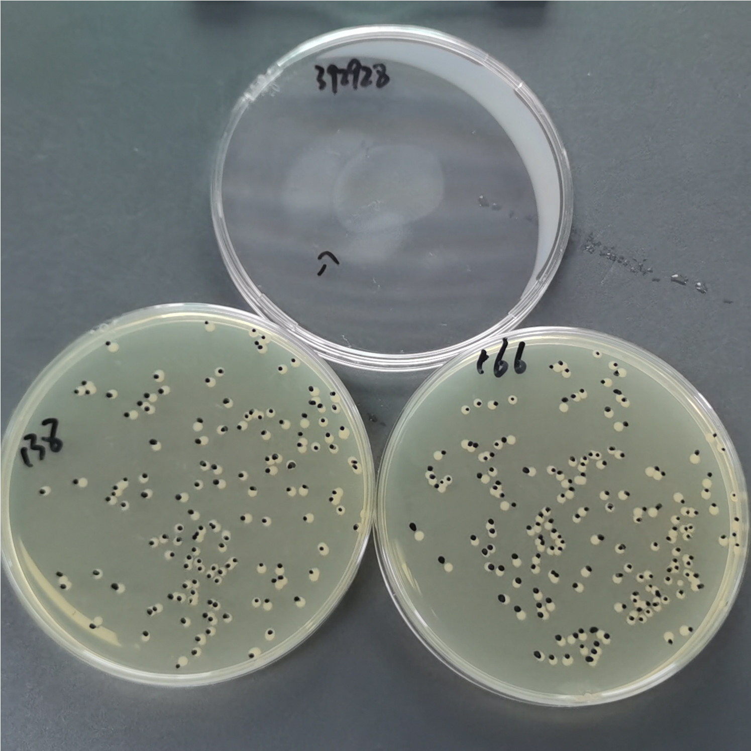 Escherichia coli-BNCC