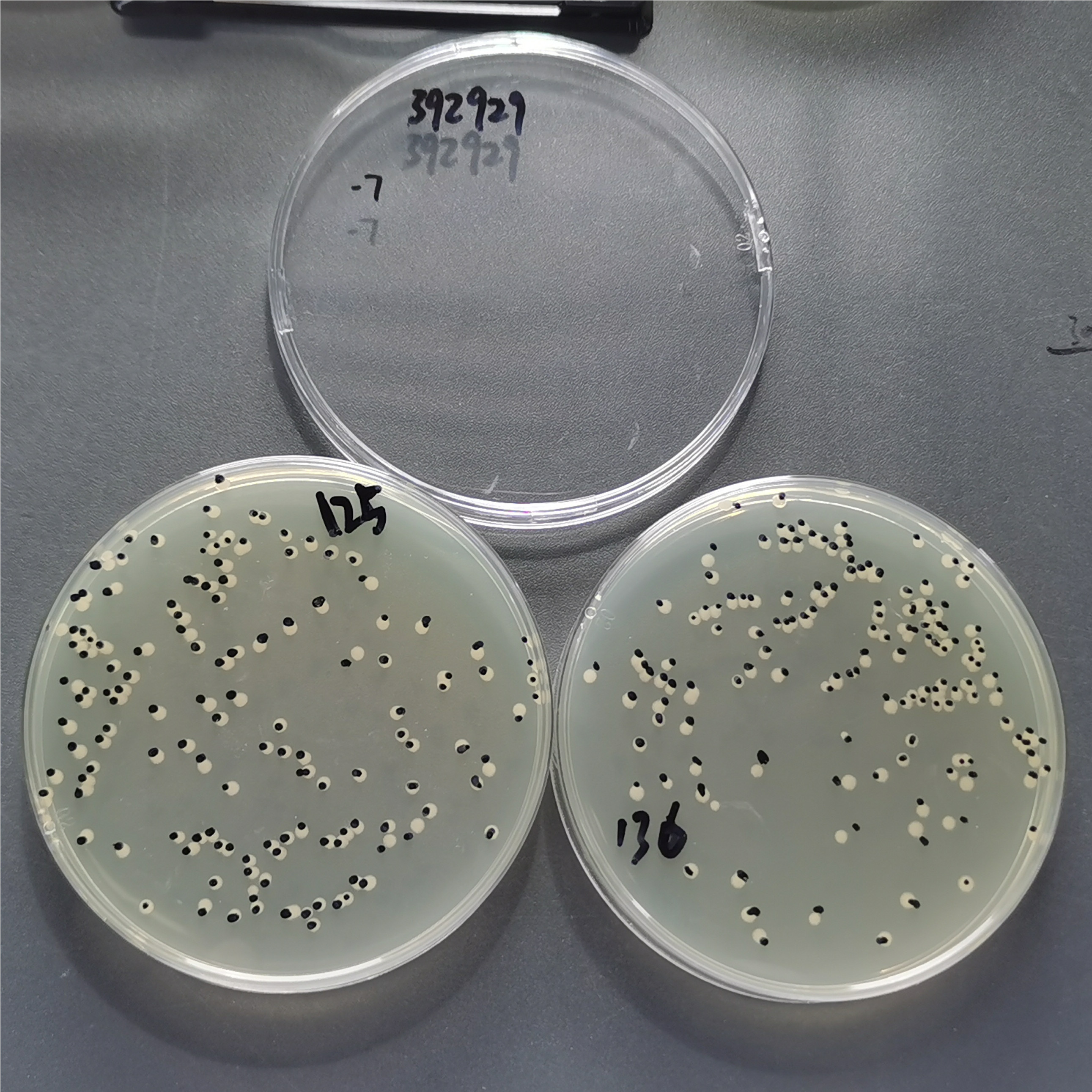 Escherichia coli-BNCC