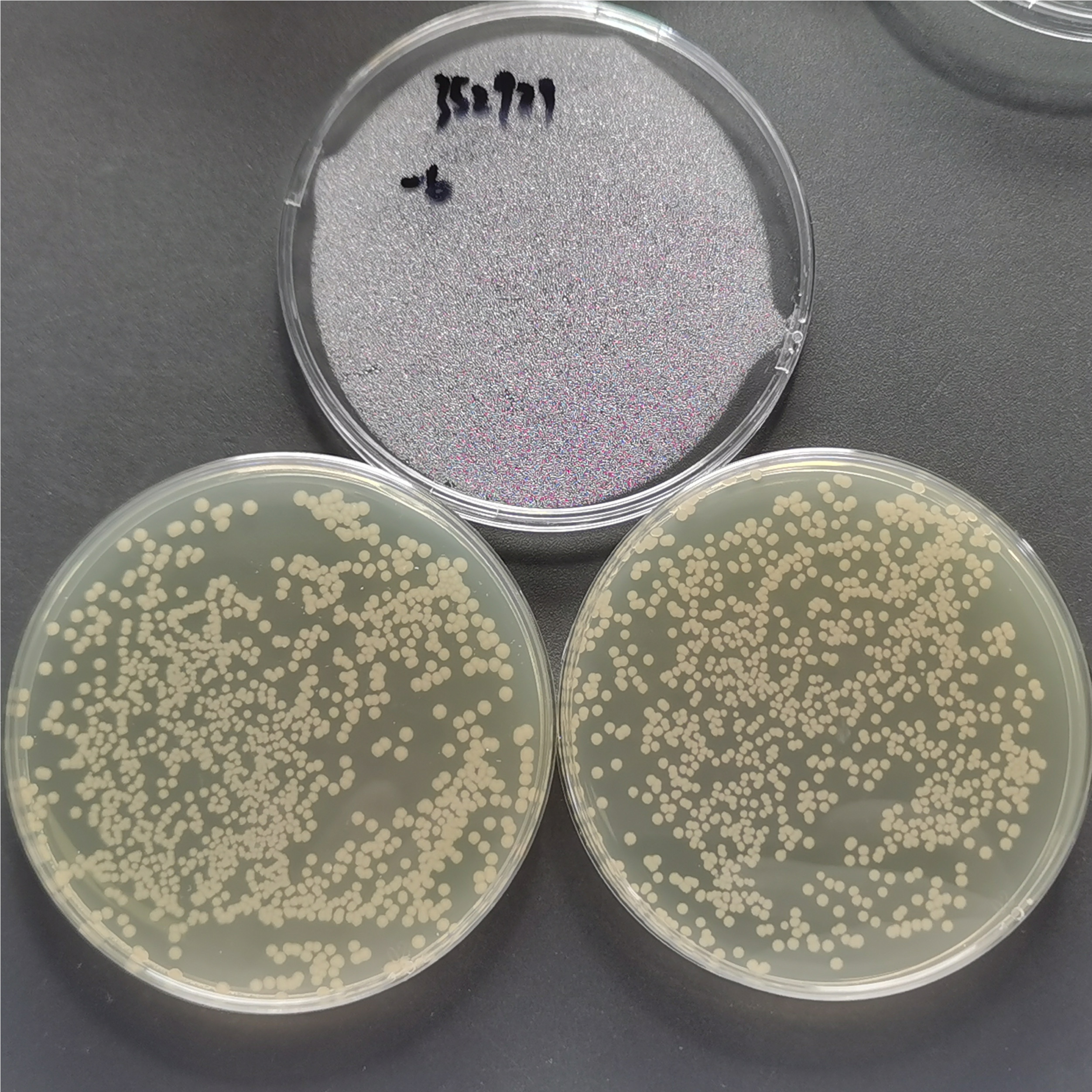 Escherichia coli-BNCC