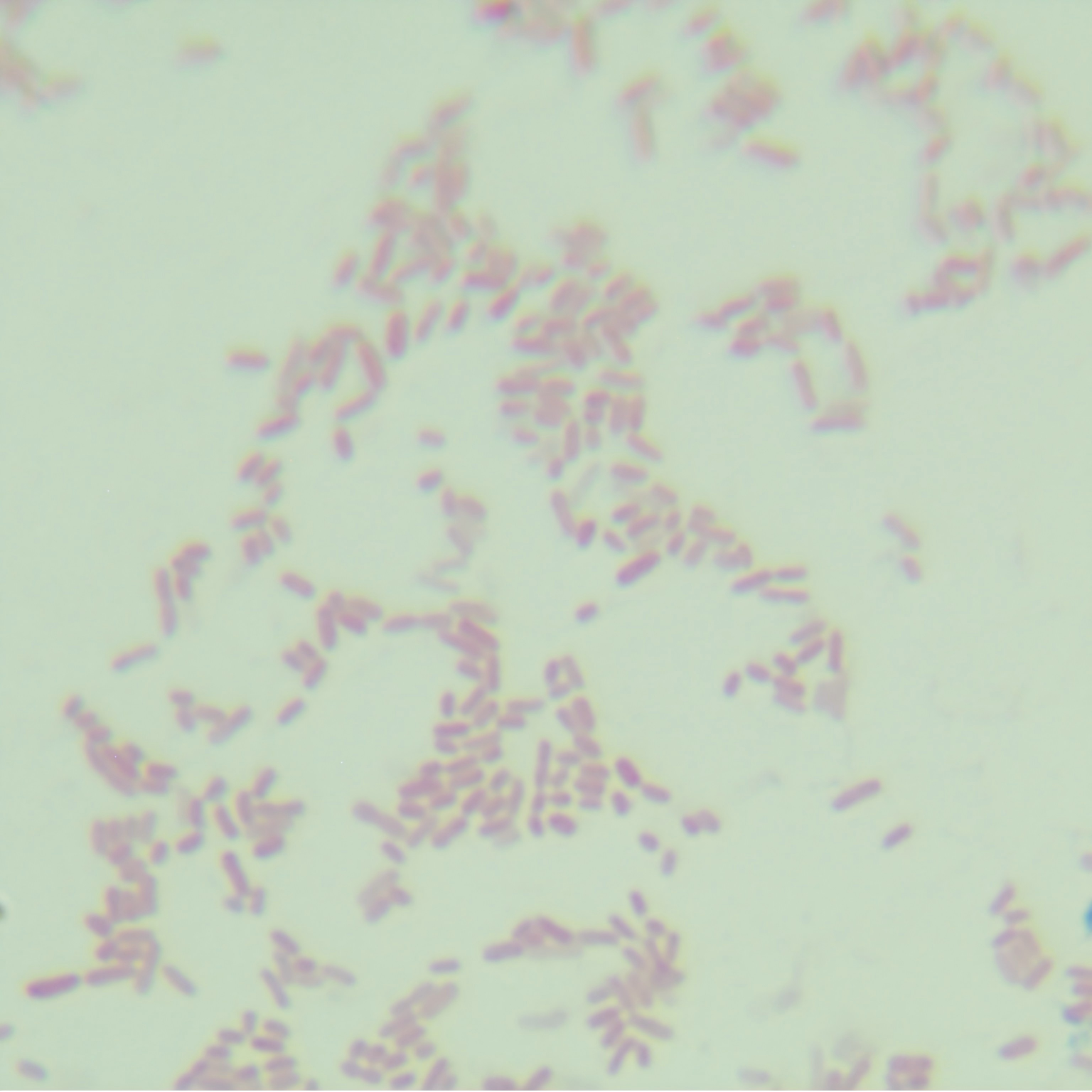Escherichia coli-BNCC