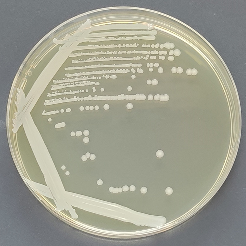 Staphylococcus aureus subspecies MRSA252-BNCC