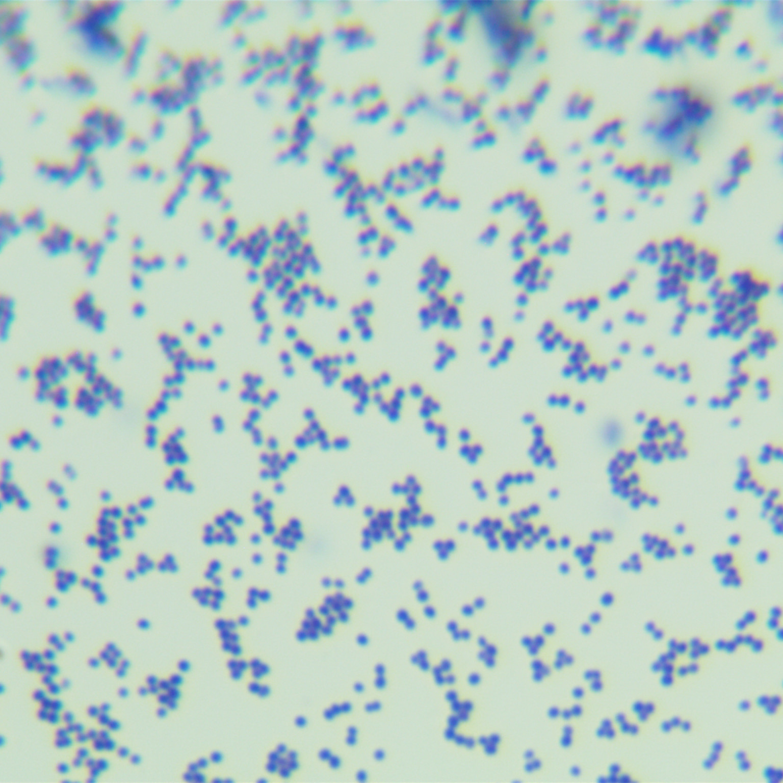 Staphylococcus aureus subspecies MRSA252-BNCC