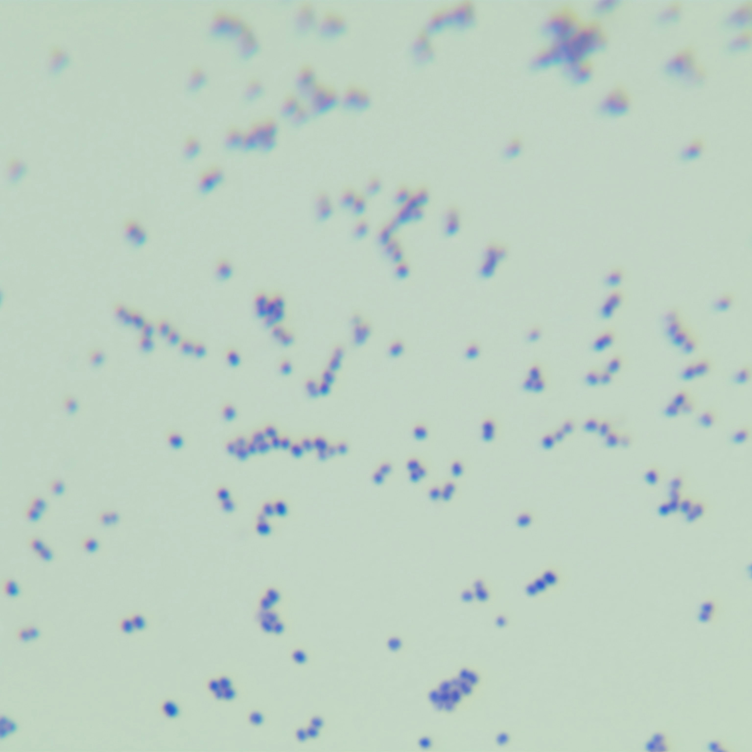 Staphylococcus aureus subspecies HUSA304-BNCC