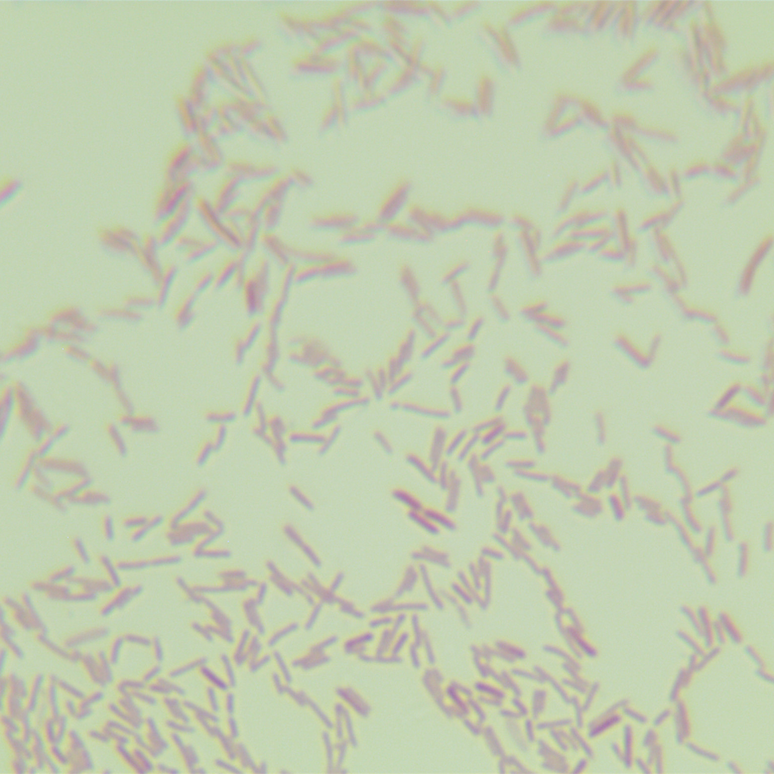 Nitroreducing Pseudomonas-BNCC