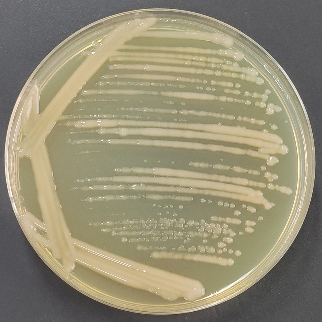 Extracellular polymeric sphingomonas-BNCC