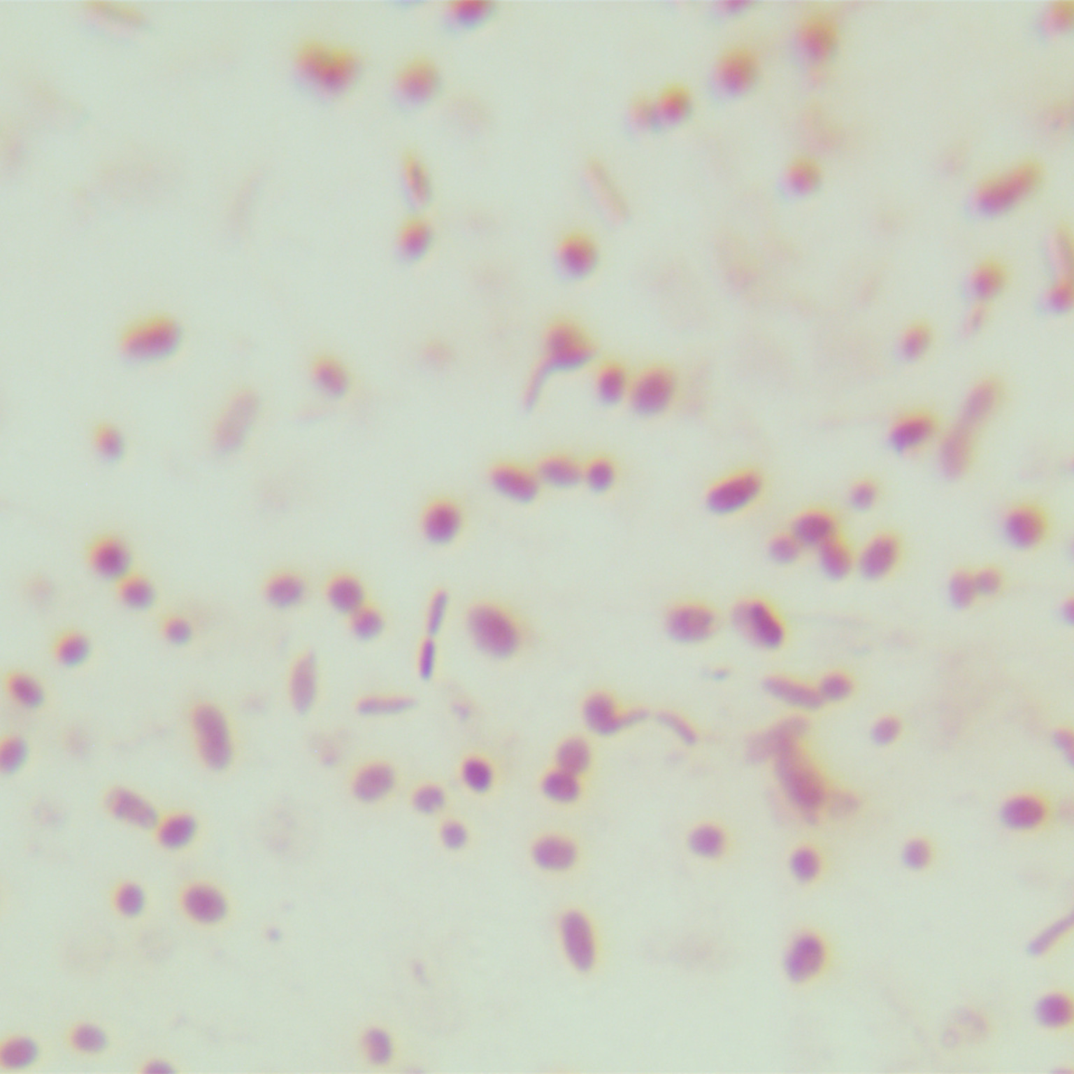 Extracellular polymeric sphingomonas-BNCC