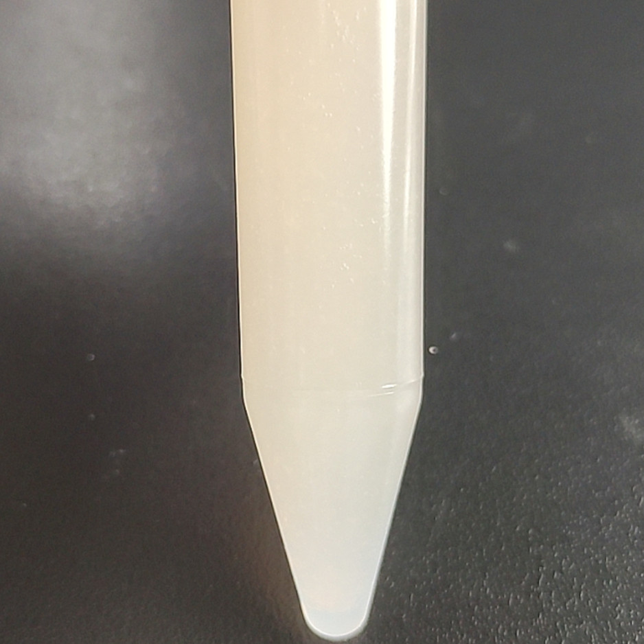 Nocardia in yellow catfish-BNCC