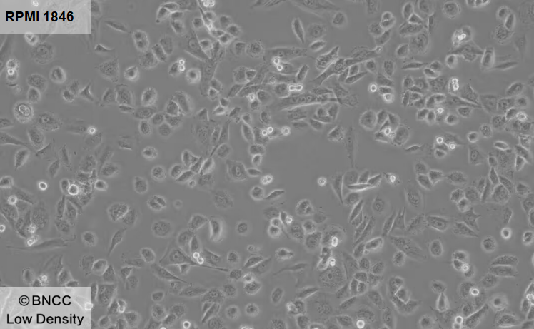 Syrian hamster melanoma cells-BNCC