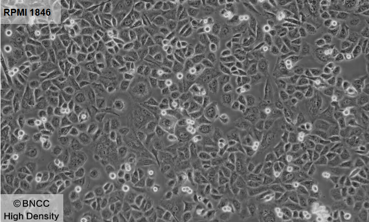 Syrian hamster melanoma cells-BNCC