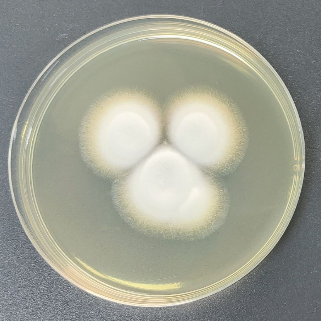 Aspergillus niger-BNCC