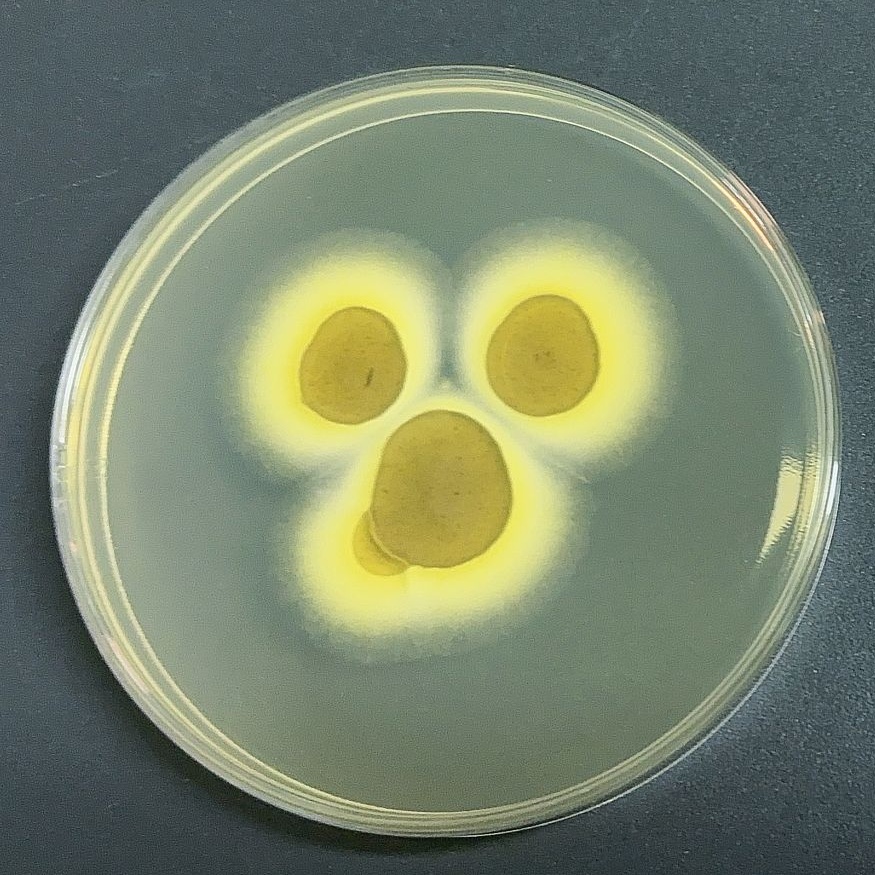 Aspergillus niger-BNCC