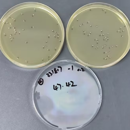 Quantitative strain of Staphylococcus aureus-BNCC