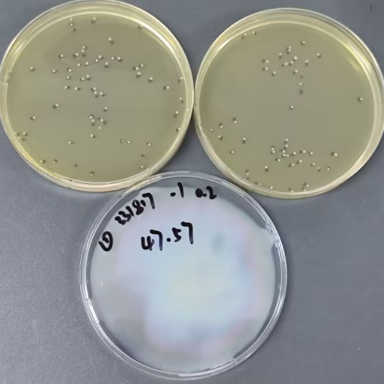 Quantitative strain of Staphylococcus aureus-BNCC