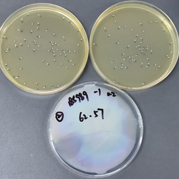Quantitative strain of Listeria monocytogenes-BNCC