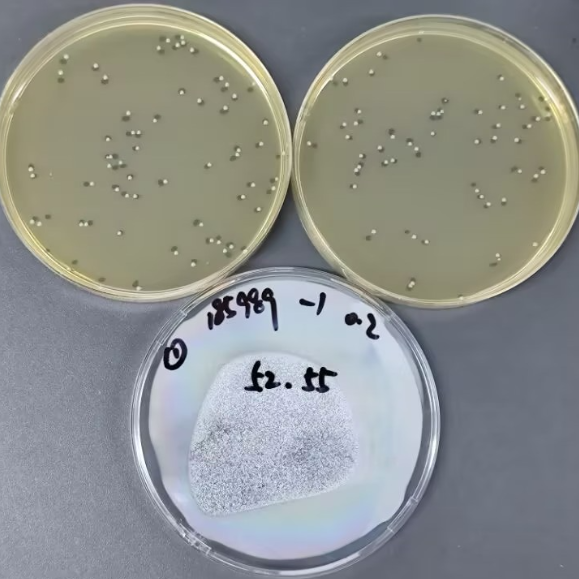 Quantitative strain of Listeria monocytogenes-BNCC