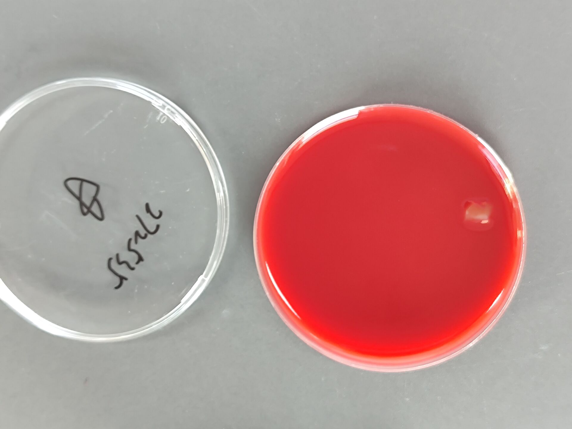 Pertussis reference material (Chemical inactivation) (strongly positive)-BNCC