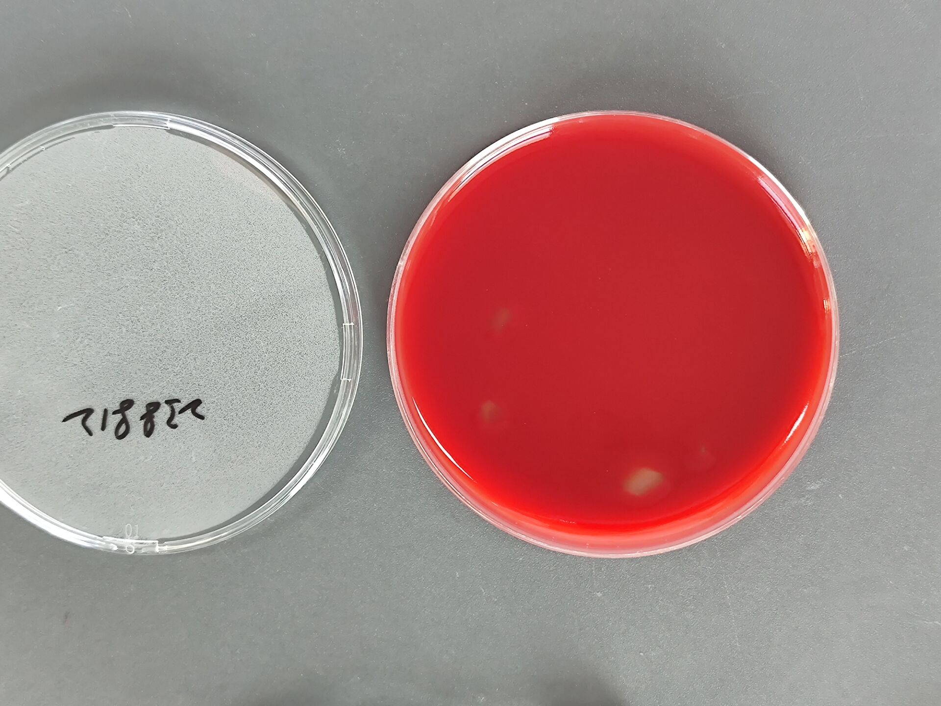 Streptococcus pneumoniae reference substance (Chemical inactivation) (strongly positive)-BNCC