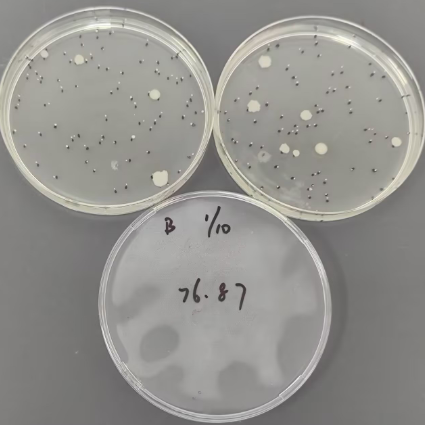 Standard sample of total bacterial count in cosmetics-BNCC