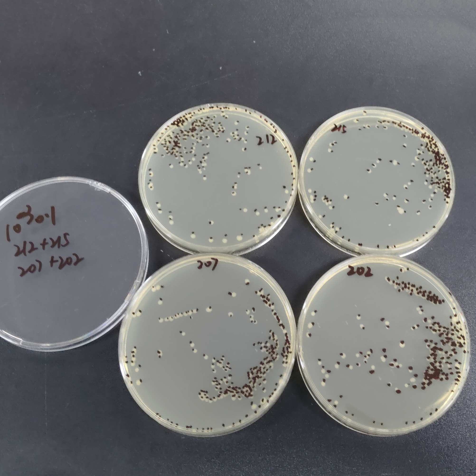 Quantitative strain of Escherichia coli-BNCC