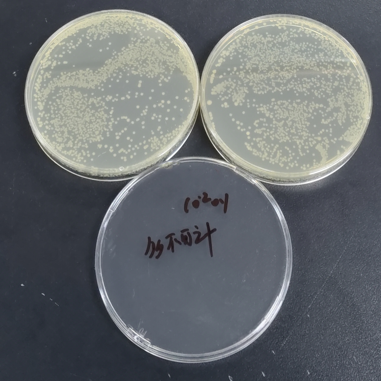 Quantitative strain of Escherichia coli-BNCC