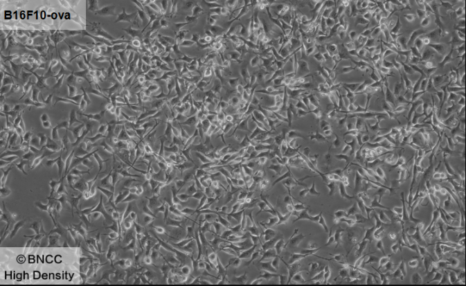B16F10-ova-BNCC