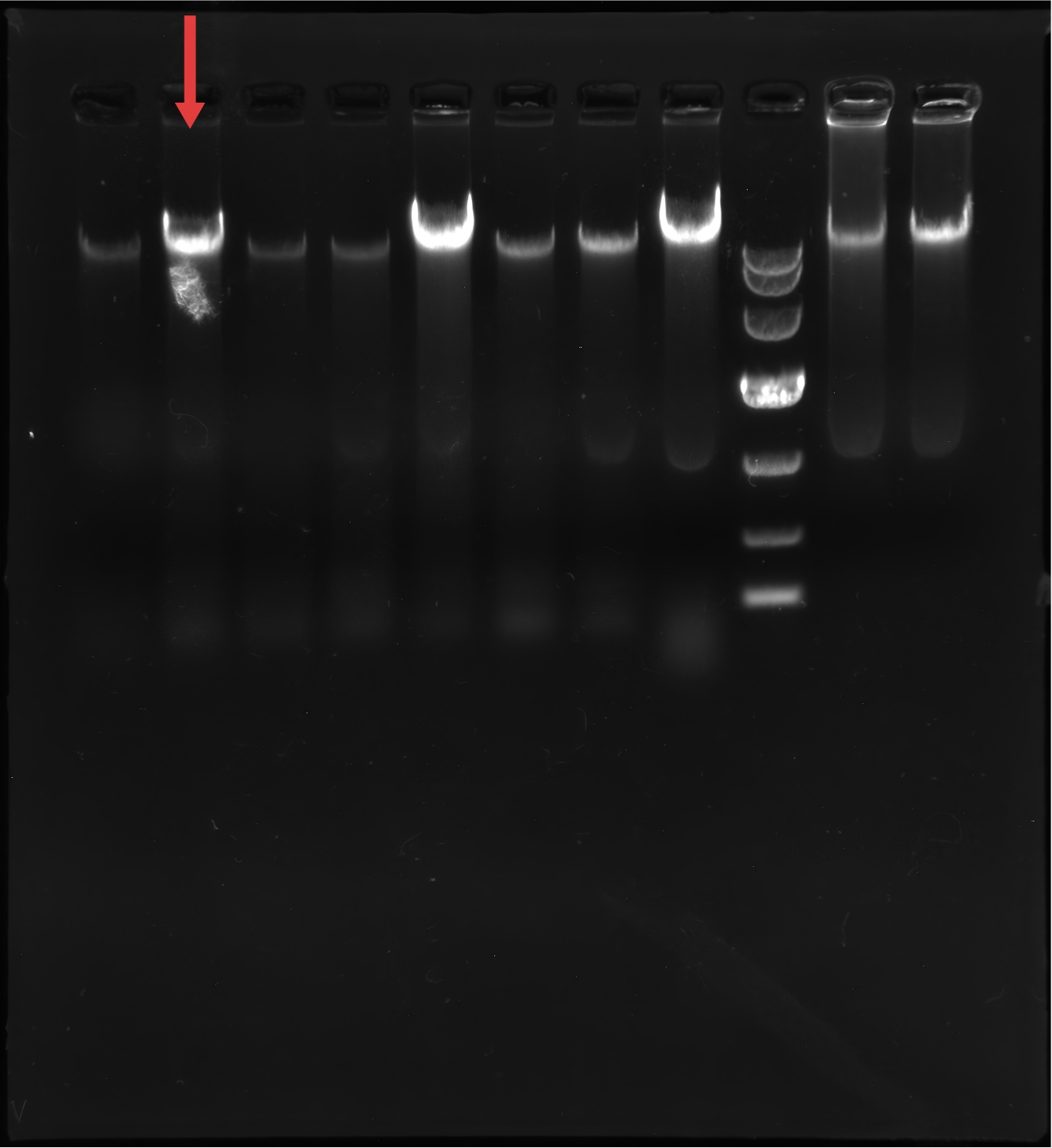 Salmonella Enteritidis-BNCC