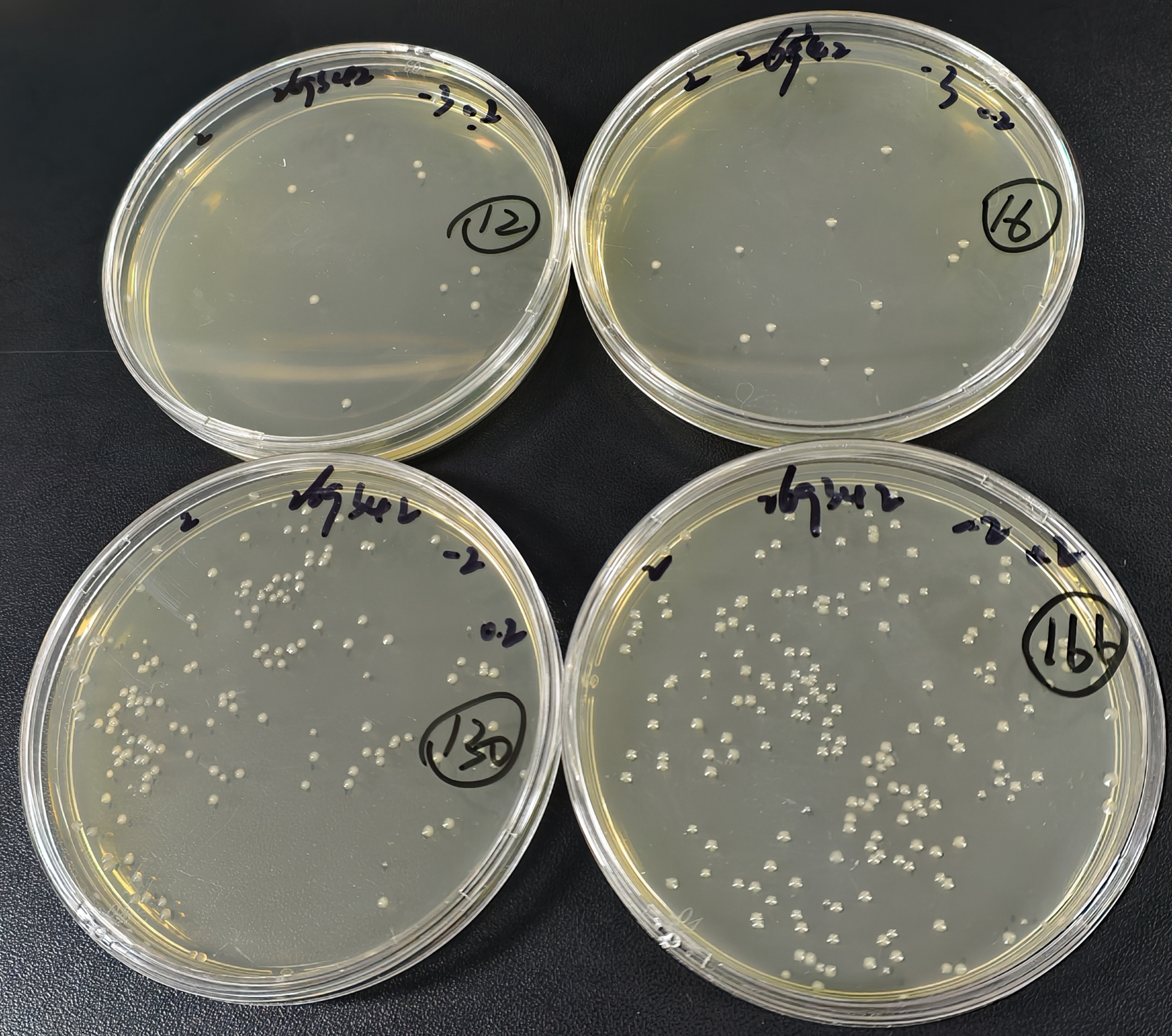Positive quality control sample of total coliform bacteria in water quality (100ml water quality sample using paper rapid method)-BNCC