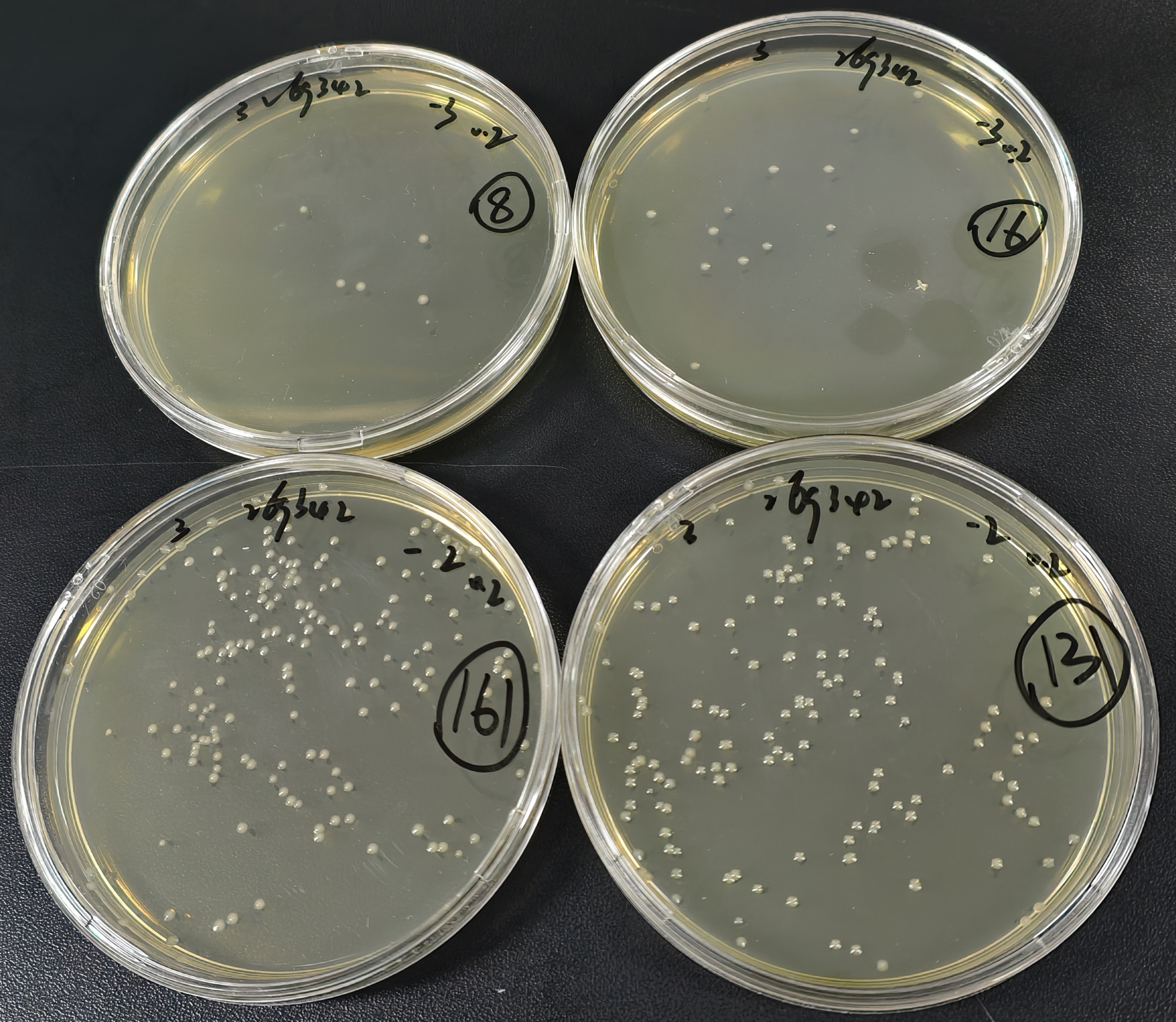 Positive quality control sample of total coliform bacteria in water quality (100ml water quality sample using paper rapid method)-BNCC