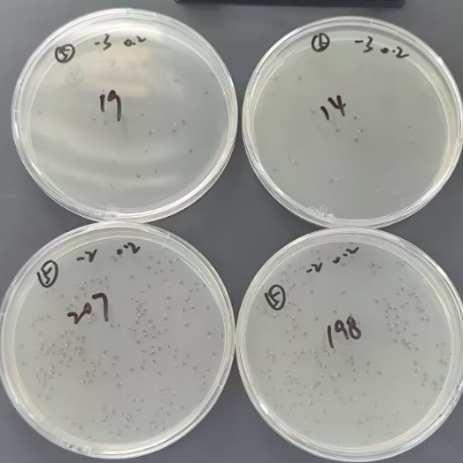Negative quality control sample of total coliform bacteria in water quality (100ml water quality sample using paper rapid method)-BNCC