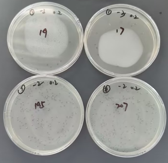 Negative quality control sample of total coliform bacteria in water quality (100ml water quality sample using paper rapid method)-BNCC