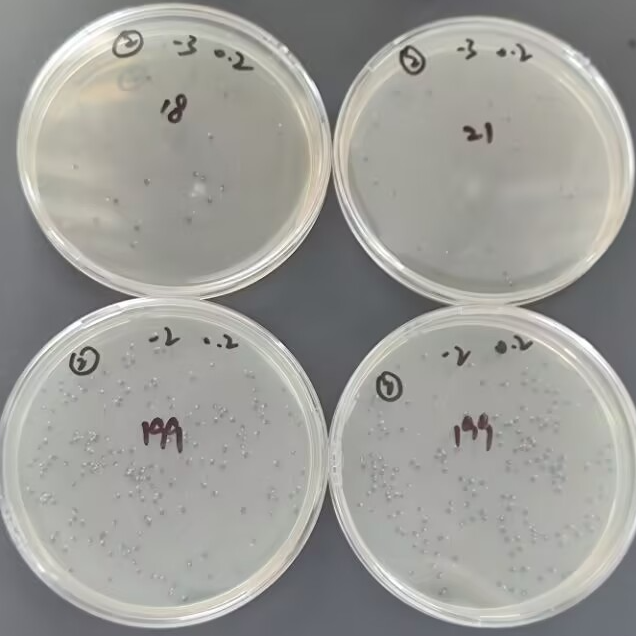 Negative quality control sample of total coliform bacteria in water quality (100ml water quality sample using paper rapid method)-BNCC