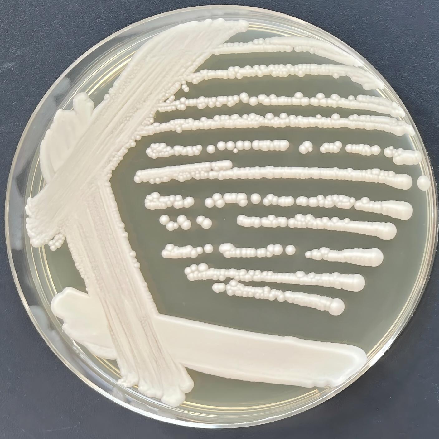 Tropical Candida-BNCC