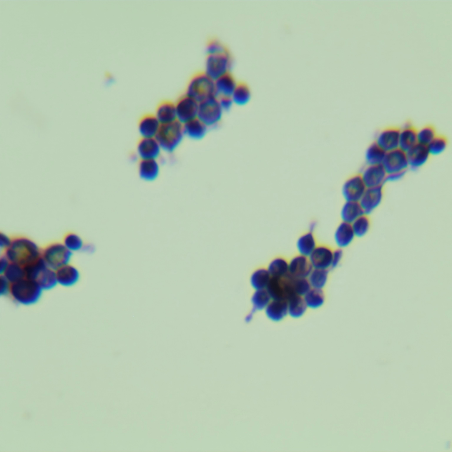 Depali yeast-BNCC