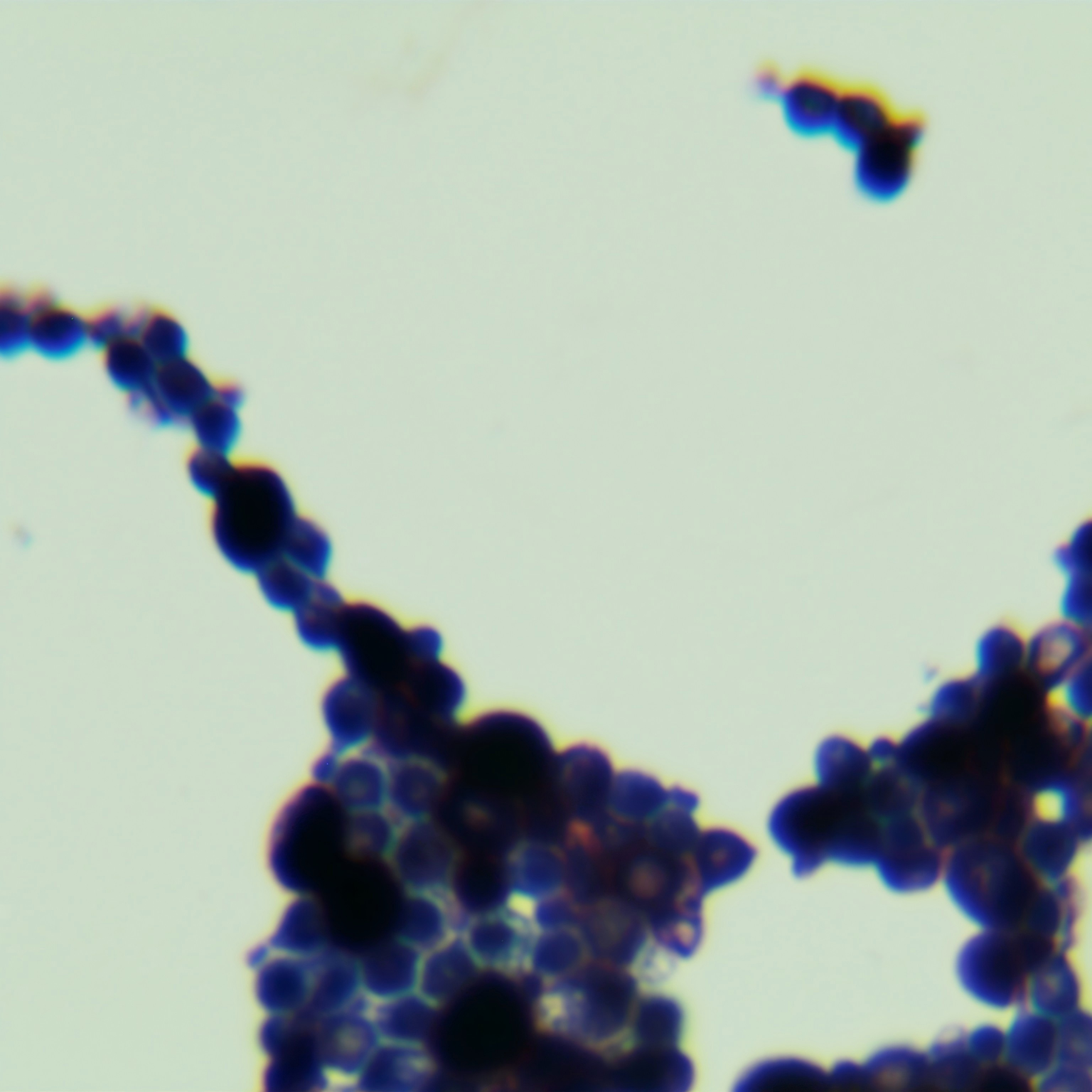 Depali yeast-BNCC