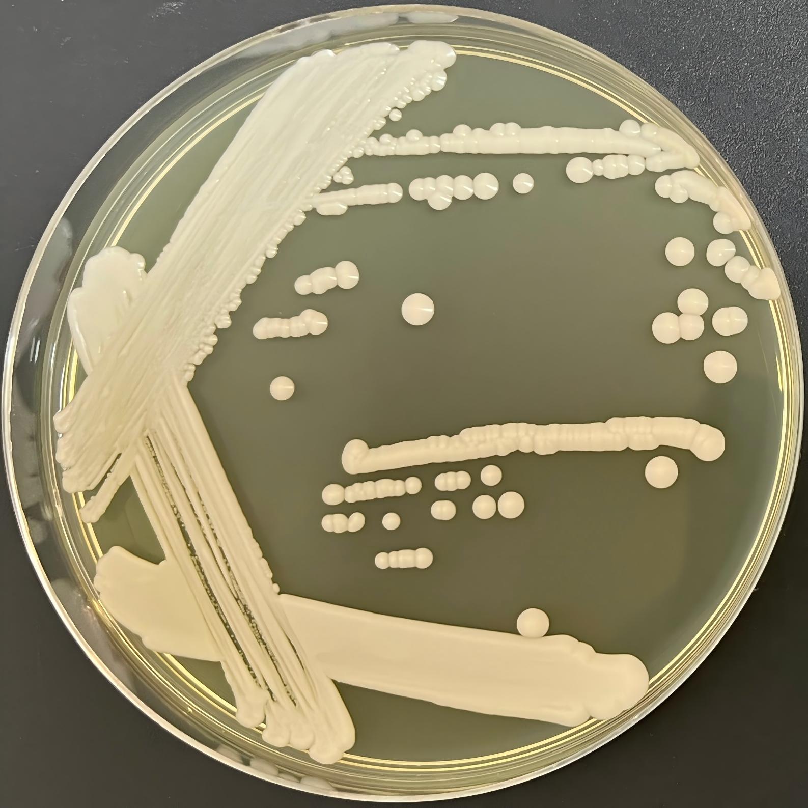 Candida-BNCC