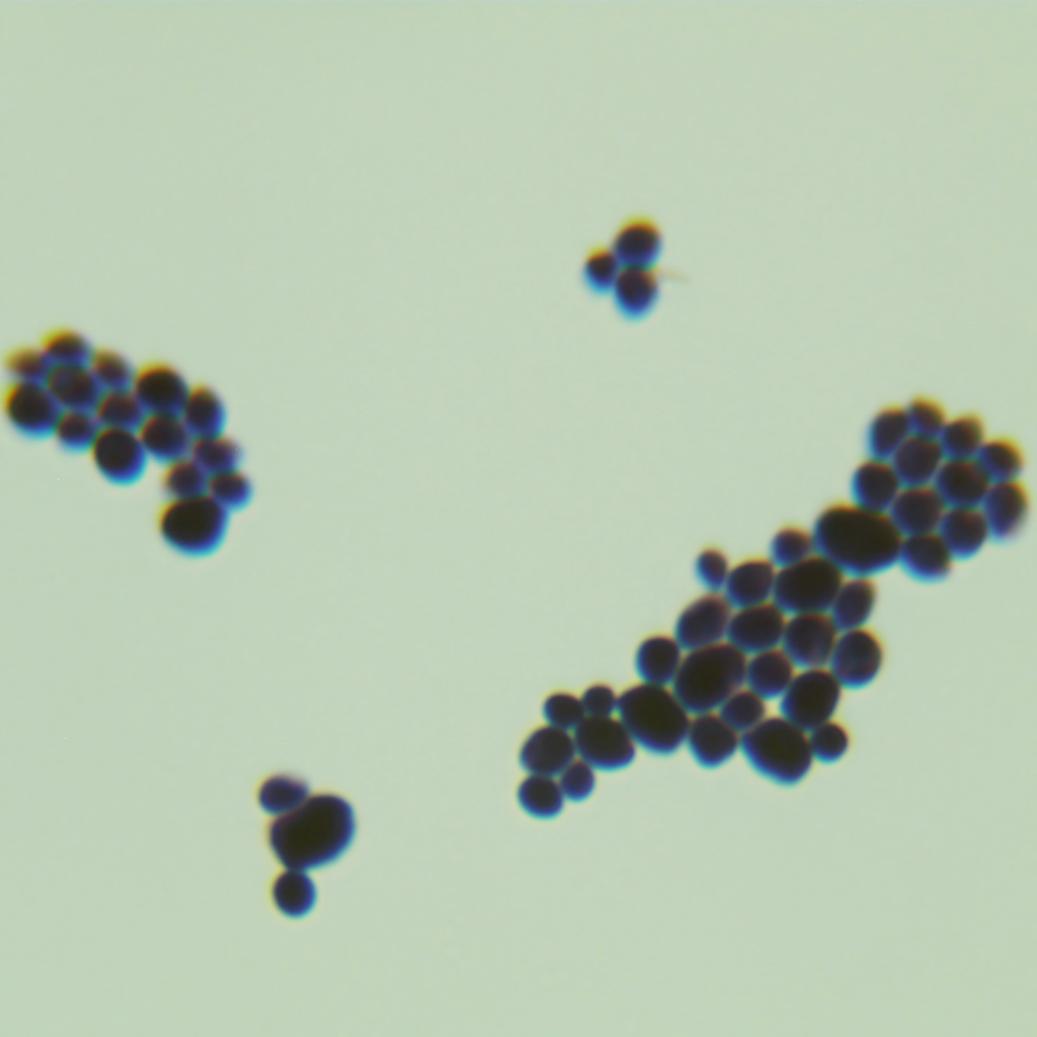 Candida-BNCC