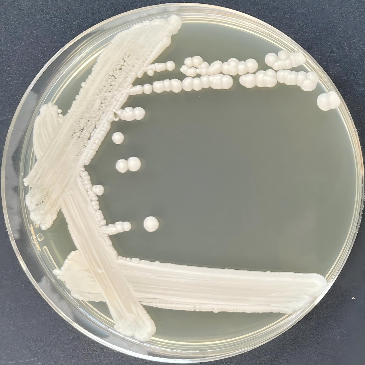 Wickham yeast-BNCC