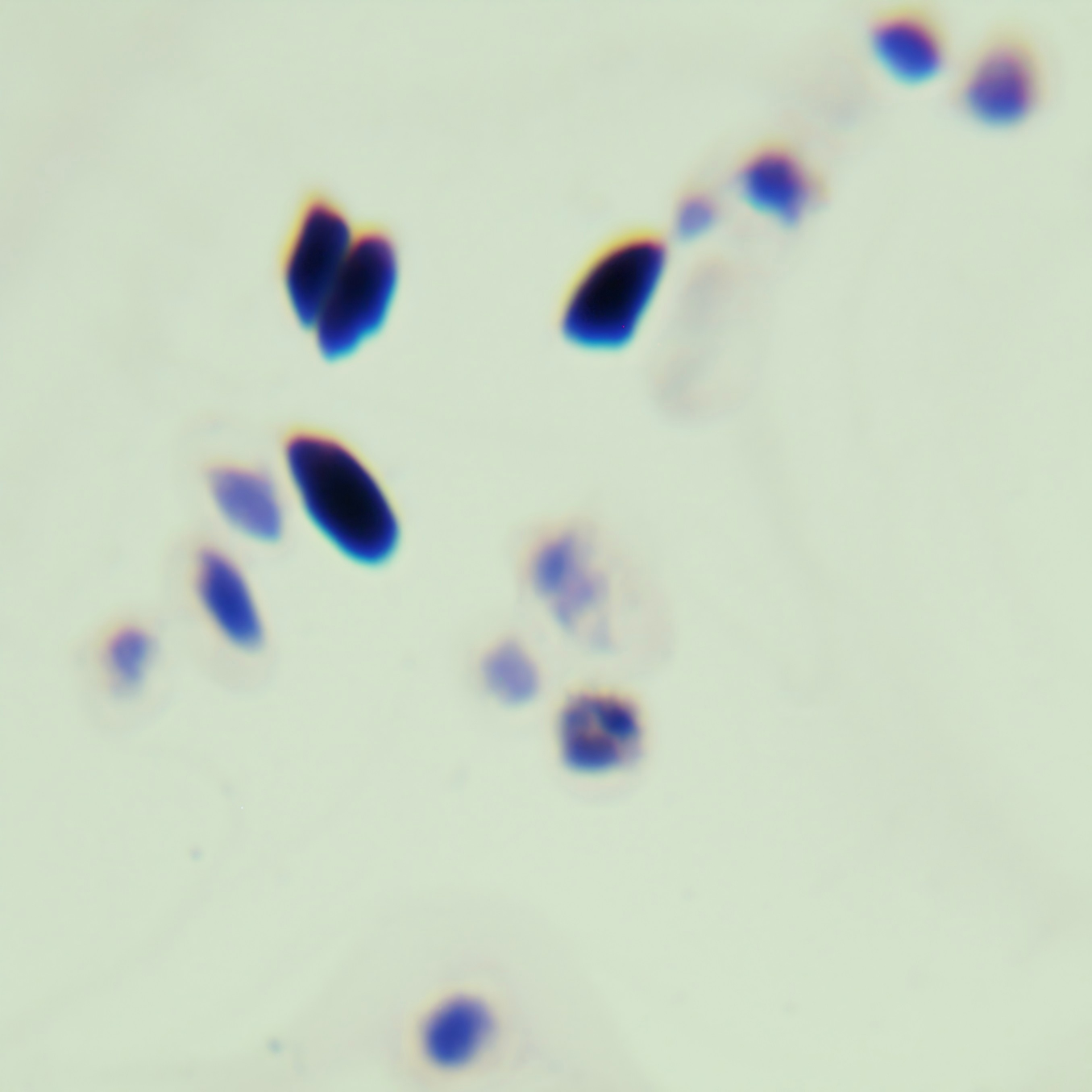 Short stem fungi-BNCC