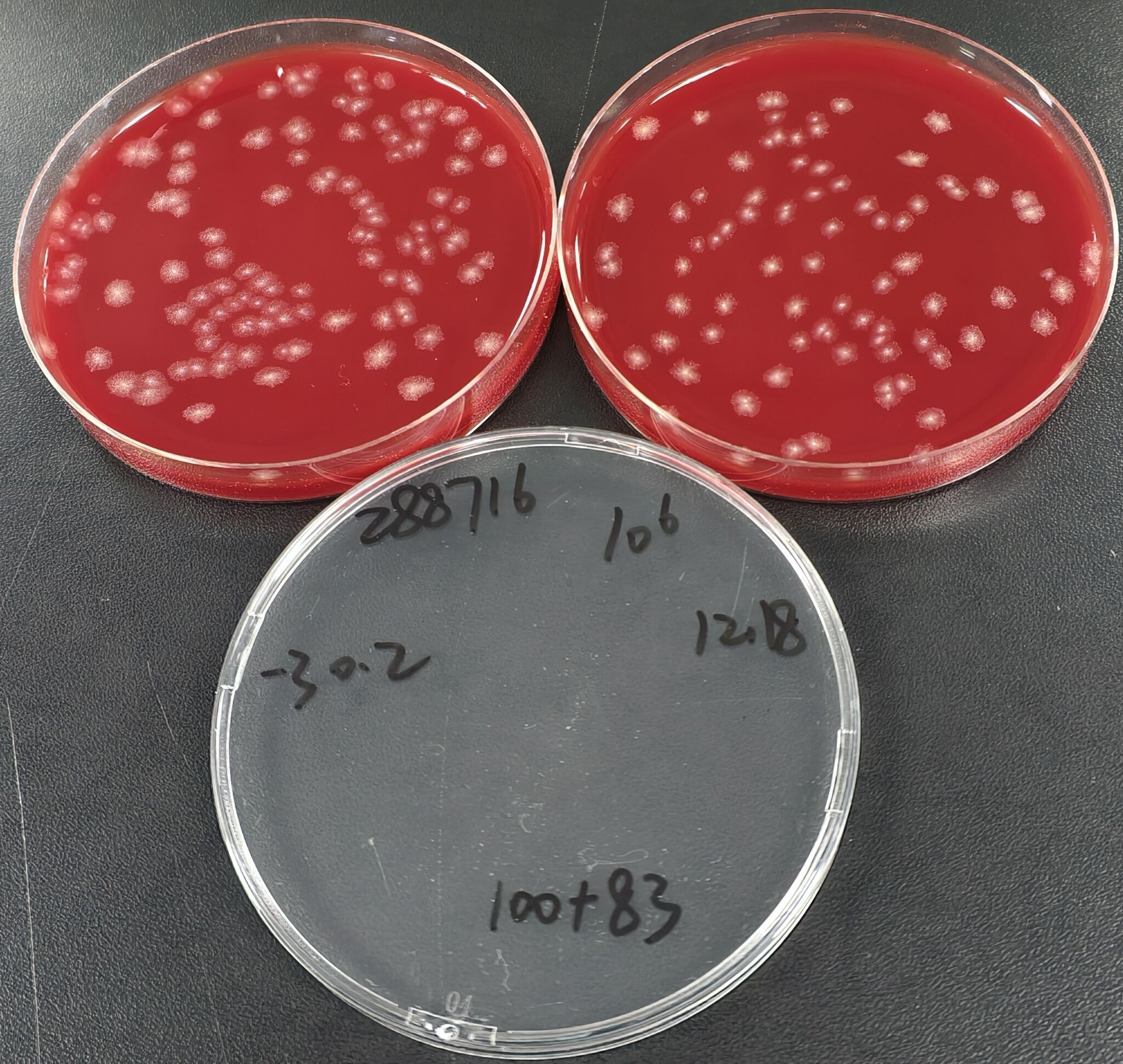 Clostridium sporogenes Quantitative Strain-BNCC